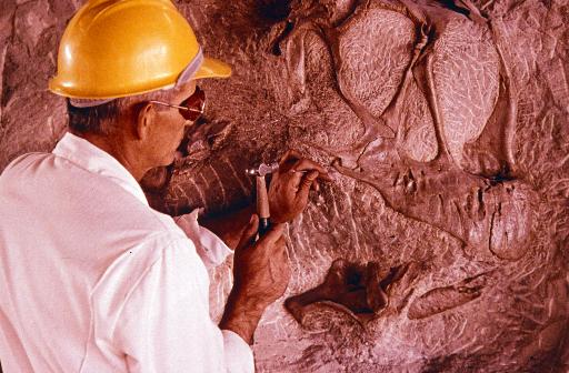 Paleontologist inspecting a fossil.